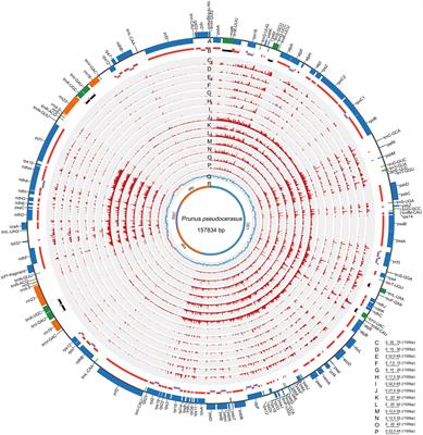 Evolution of Rosaceae Plastomes Highlights Unique Cerasus Diversification and Independent Origins of Fruiting Cherry